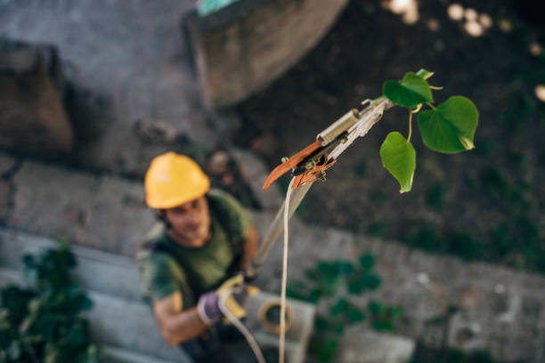 Tree Removal for Businesses in Anderson, SC